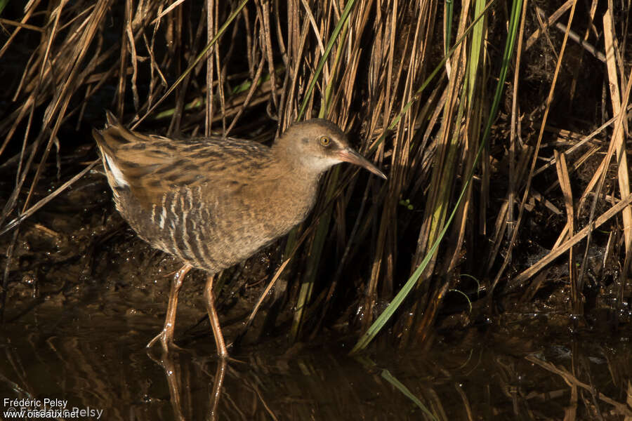 Water Railjuvenile, identification