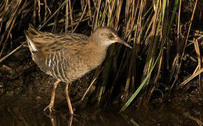 Water Rail