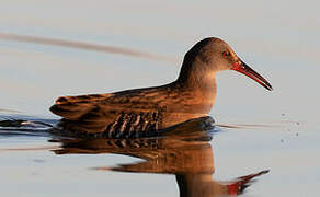 Water Rail