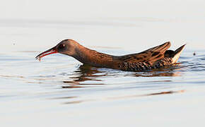 Water Rail