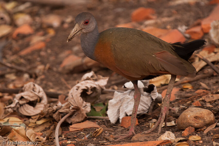 Grey-necked Wood Rail