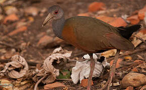 Grey-necked Wood Rail