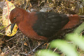 Forbes's Forest Rail