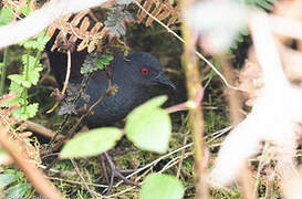 Galapagos Crake