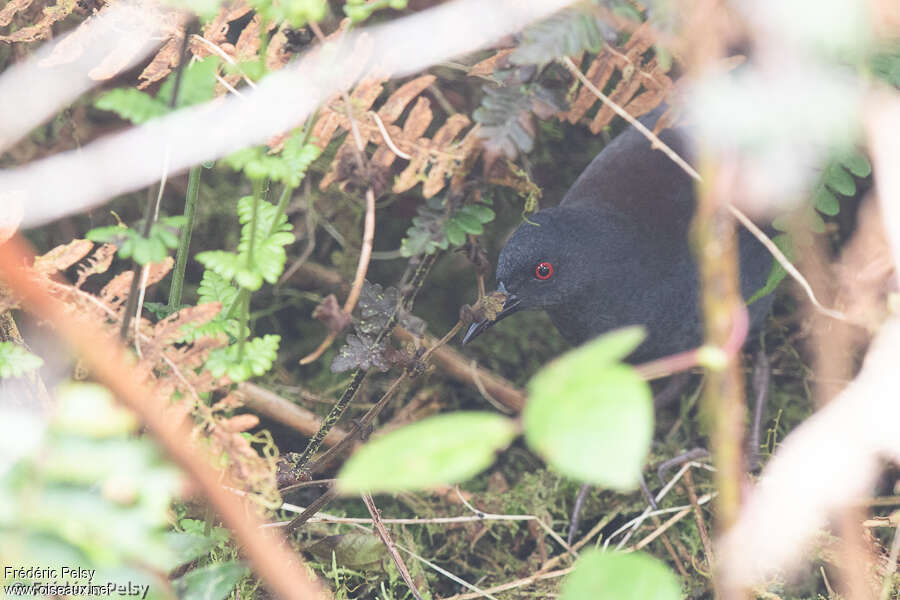 Râle des Galapagosadulte, habitat, pigmentation