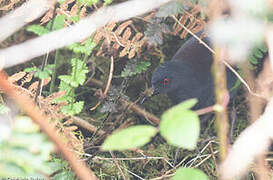 Galapagos Crake