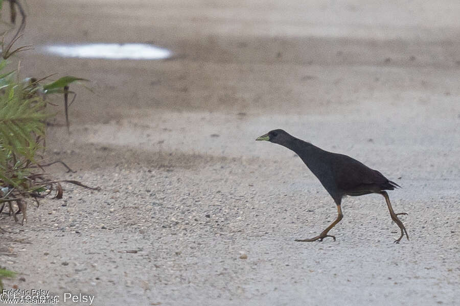 Pale-vented Bush-hen