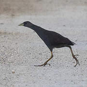 Pale-vented Bush-hen