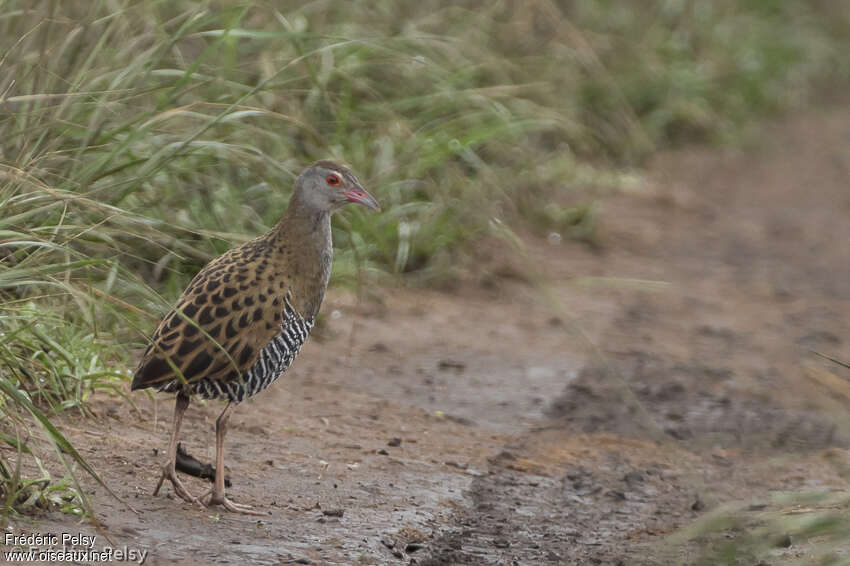 African Crakeadult, identification