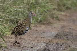 African Crake