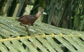 Isabelline Bush-hen