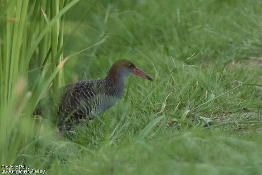 Râle striéadulte, identification