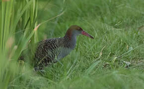 Slaty-breasted Rail