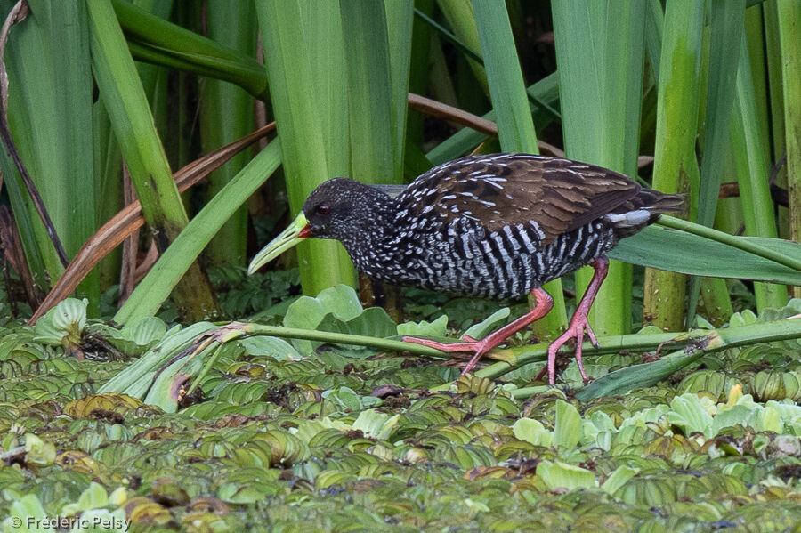 Spotted Rail