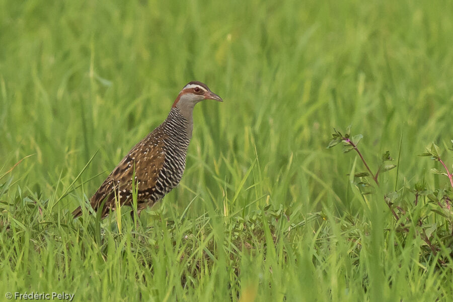 Buff-banded Rail