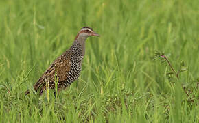 Buff-banded Rail