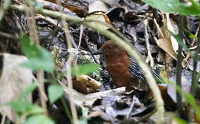 White-striped Forest Rail