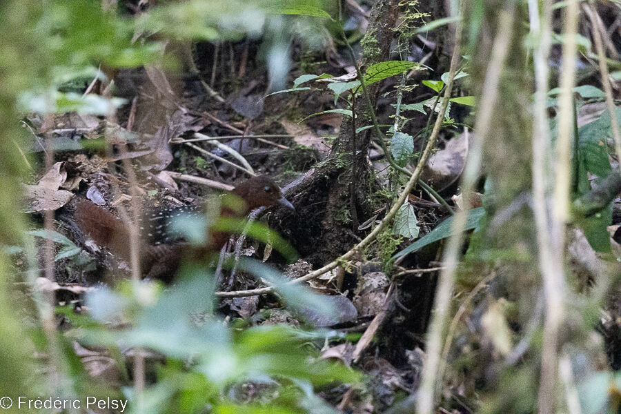 White-striped Forest Rail