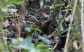 White-striped Forest Rail