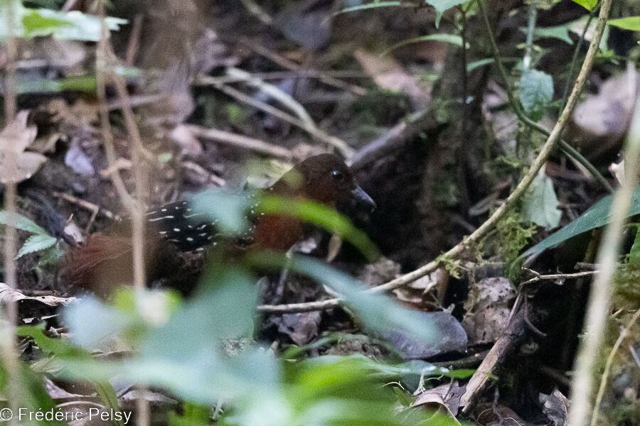 White-striped Forest Rail