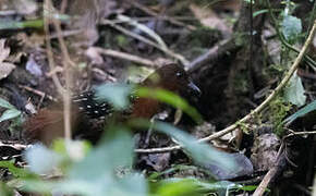 White-striped Forest Rail