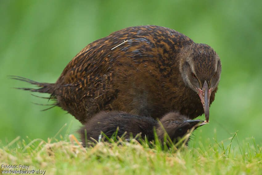 Weka, Reproduction-nesting