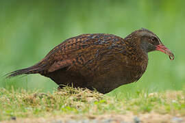 Weka