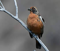 Rufous-tailed Plantcutter