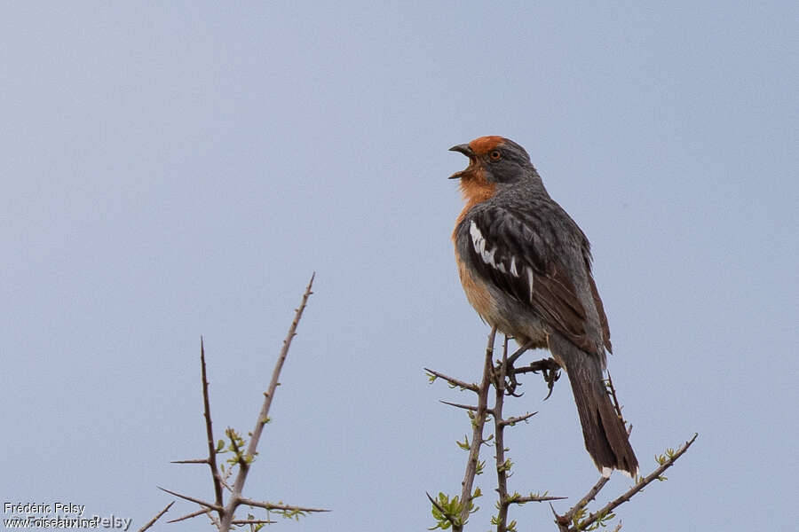 Rara du Paraguay mâle adulte nuptial, identification