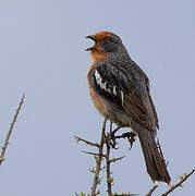 White-tipped Plantcutter