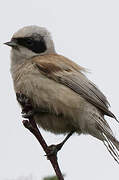 White-crowned Penduline Tit