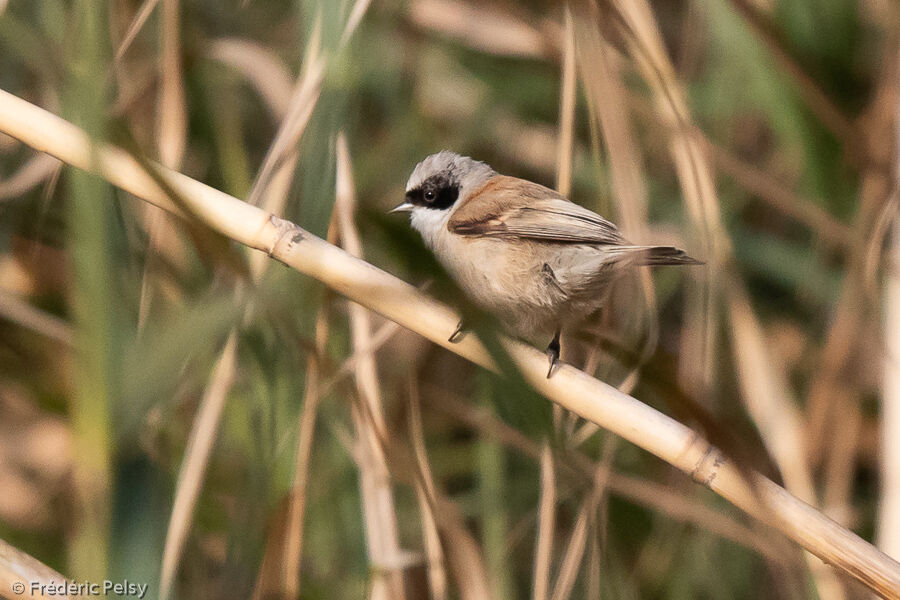 White-crowned Penduline Tit