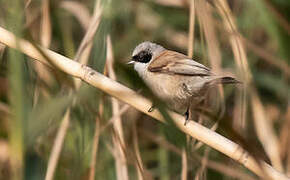 White-crowned Penduline Tit