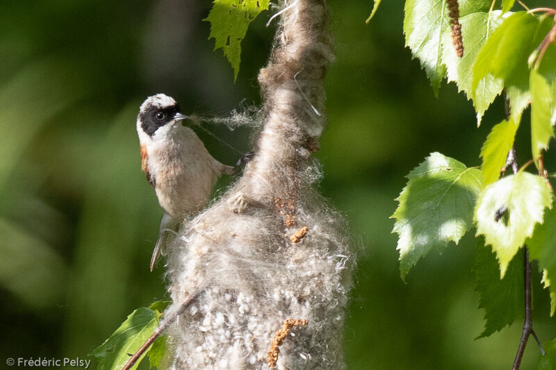 White-crowned Penduline Tit, Reproduction-nesting