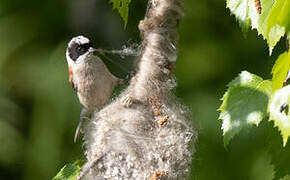 White-crowned Penduline Tit