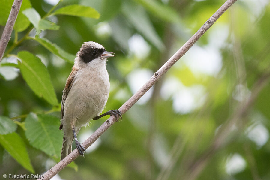 White-crowned Penduline Tit