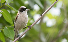 White-crowned Penduline Tit