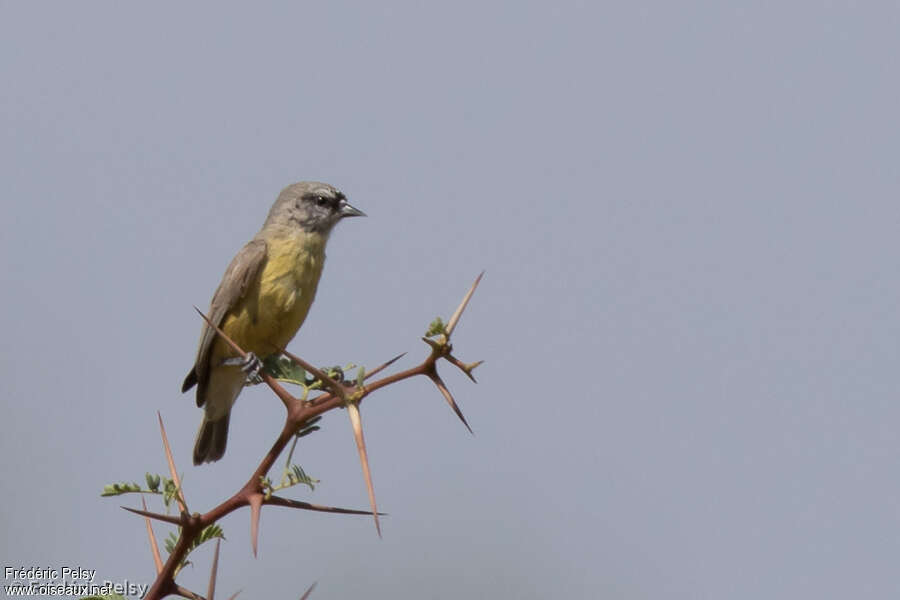 Cape Penduline Titadult, identification