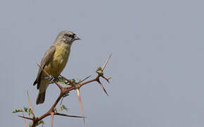 Cape Penduline Tit