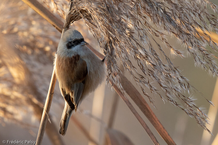 Eurasian Penduline Tit