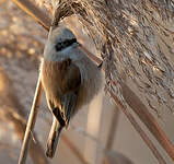 Rémiz penduline