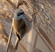 Eurasian Penduline Tit