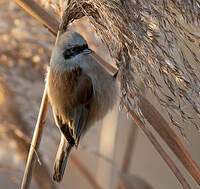 Rémiz penduline