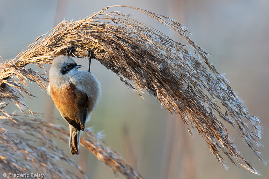 Rémiz penduline