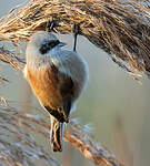 Rémiz penduline