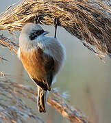 Rémiz penduline