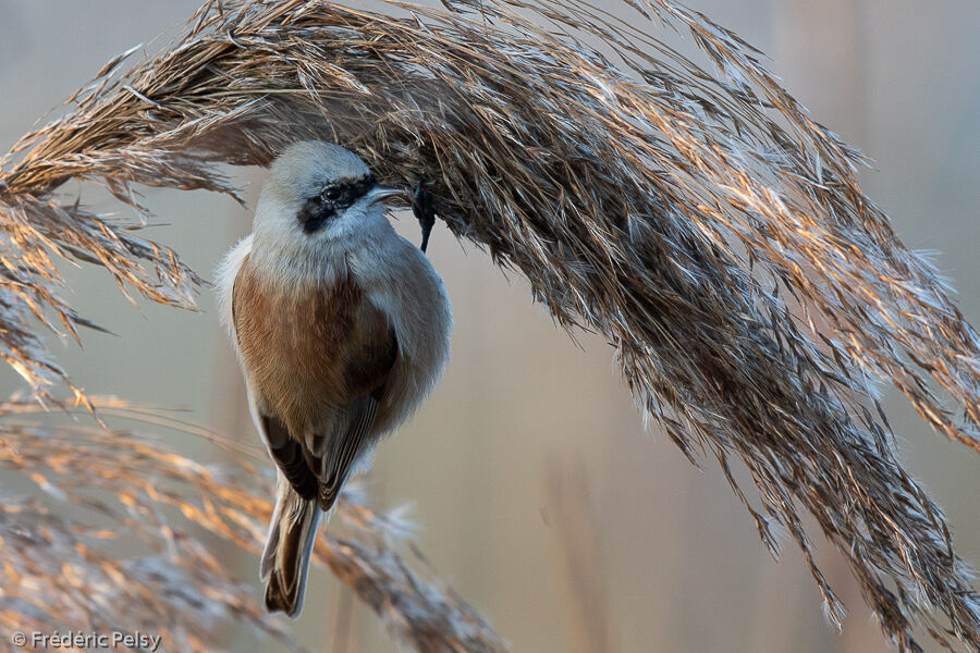 Eurasian Penduline Tit