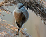 Rémiz penduline