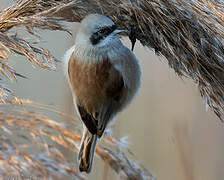 Eurasian Penduline Tit