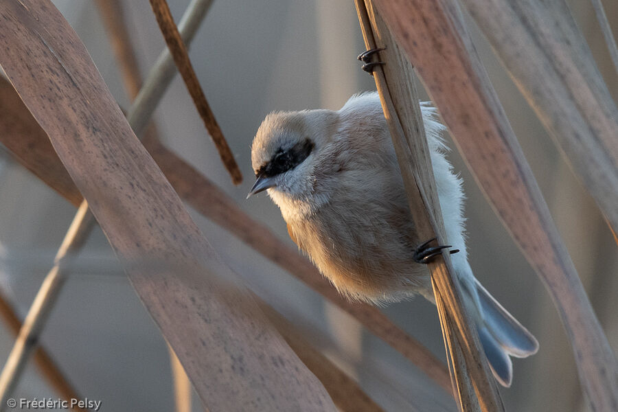 Eurasian Penduline Tit